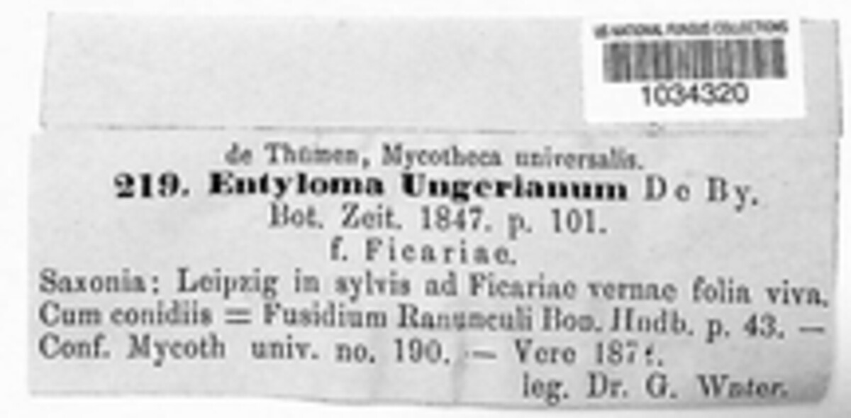 Entyloma ungerianum image